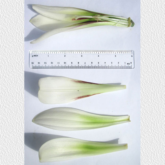 Cardiocrinum  giganteum yunnanense, flower structure