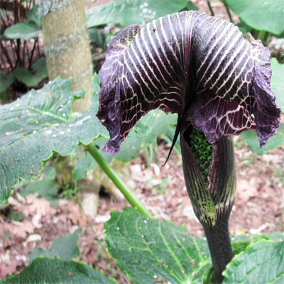 Arisaema