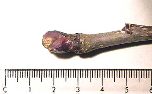 Sorbus  californica, bud