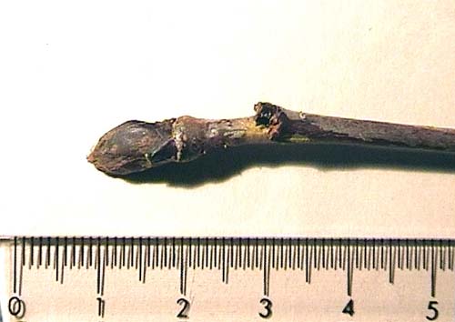 Sorbus  koehneana, bud